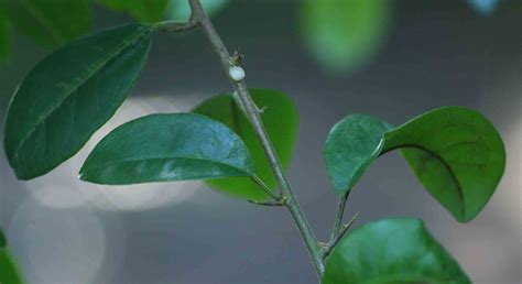 Flora Of Zambia Species Information Individual Images Maclura Africana