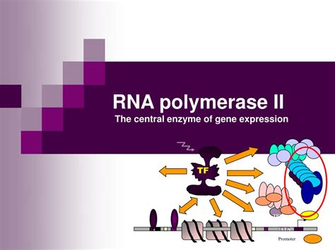 Ppt Rna Polymerase Ii The Central Enzyme Of Gene Expression Powerpoint Presentation Id3280799