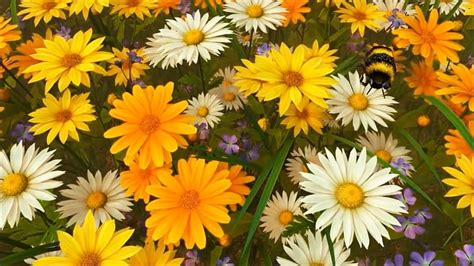 Daisies White Flowers Yellow Bee Yellow Flowers Flowers Nature