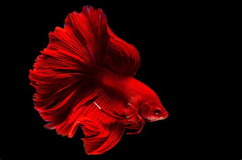 Рыбка петушок: уход и содержание