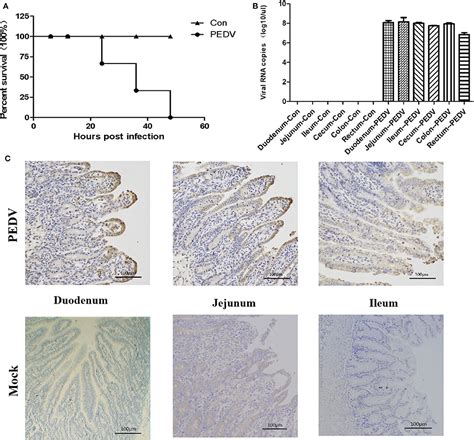 Frontiers Molecular Characteristics And Pathogenicity Of Porcine