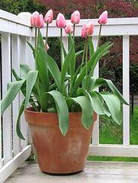 Learn How To Plant Tulips In A Pot How To Guides Tips And Tricks