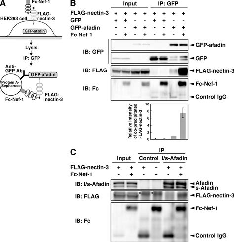 Cooperative Role Of Nectin Nectin And Nectin Afadin Interactions In