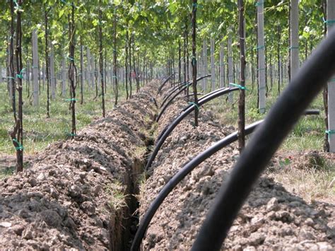 Quella goccia che salva linvestimento VVQ Vigne Vini Qualità