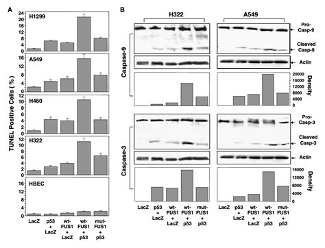 Figure 2 From Synergistic Tumor Suppression By Coexpression Of Fus1 And