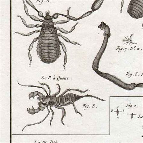 Grabados Dibujos Antiguos Insecto Entomolog A L Mina