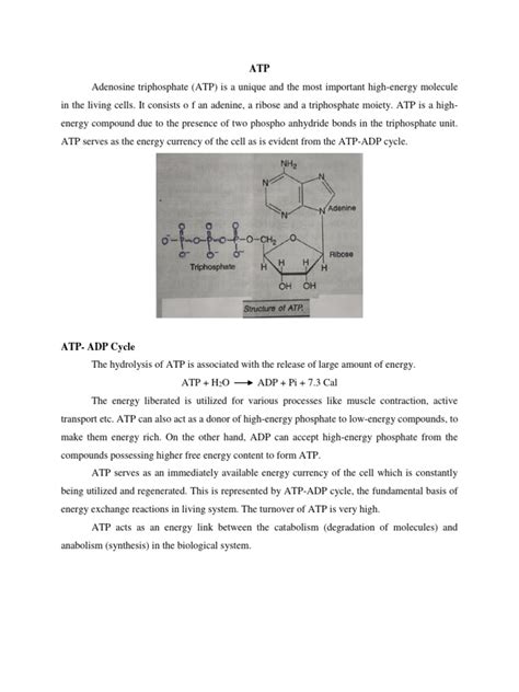 ATP | Download Free PDF | Adenosine Triphosphate | Adenosine Diphosphate 