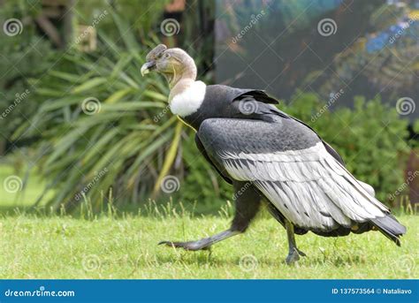 Largest Flying Bird