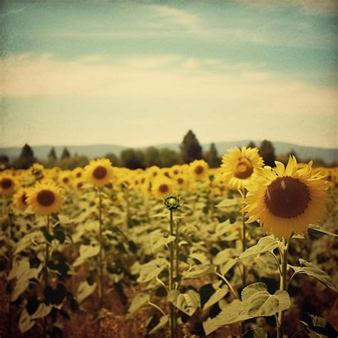 Premium Ai Image There Are Many Sunflowers In A Field With A Sky