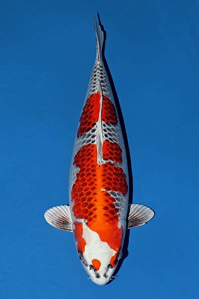 kujyaku kodama koi show