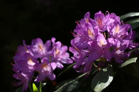 What Does A Rhododendron Look Like A Deeper Look Gardening Dream