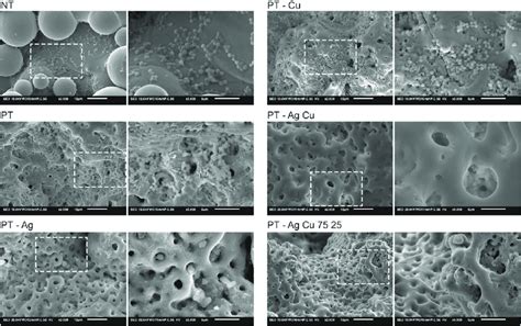 Biofilm Formation On The Implants N 2 After Incubation In Tsb 1