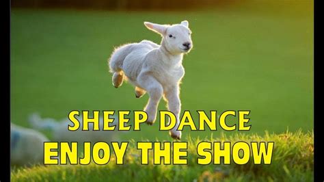 Never Seen Sheep Dance on Internet Like This Watch भेड़ का मस्त डांस ...