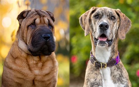 Miniature Shar Pei Pictures Care Guide Temperament And Traits Hepper