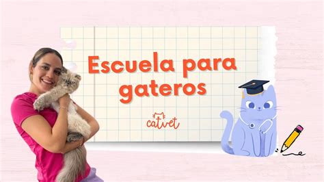 Escuela Para Gateros Todo Lo Que Necesita Mi Gatito En Casa