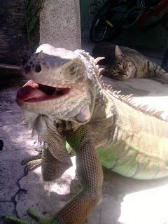 Funny Iguana photos | Funny Wallpapers