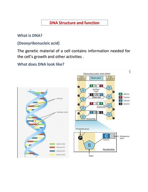 Solution Dna Structure And Function Studypool