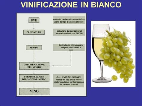 Vinificazione In Bianco