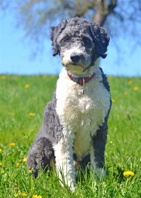 Australian Shepherd Mixes: 48 Aussie Crossbreeds You'll Love!