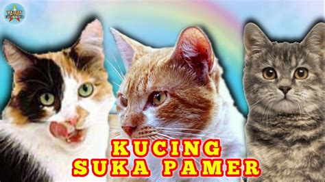 KUCING MEONG MEONGKITTEN TELON SUKA PAMER ANAK KUCING TELON SUKA