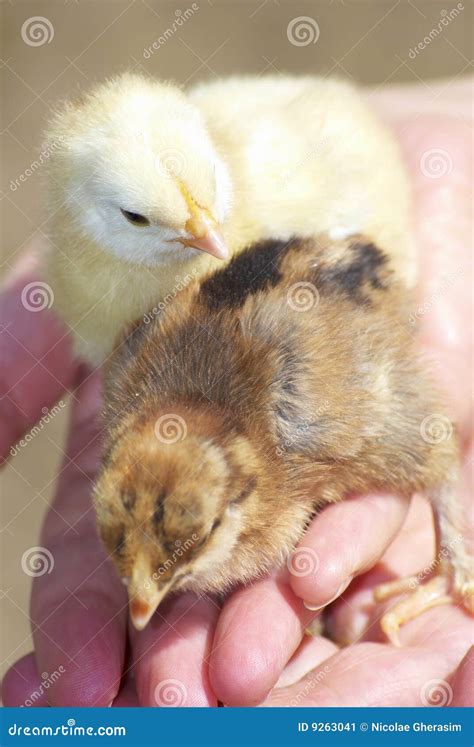 Baby Chickens Royalty-Free Stock Photography | CartoonDealer.com #69678551