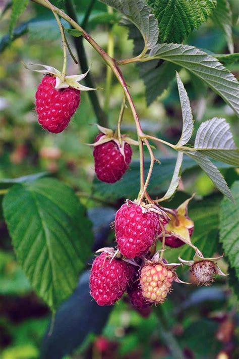 How To Grow Your Own Raspberries Gardener’s Path