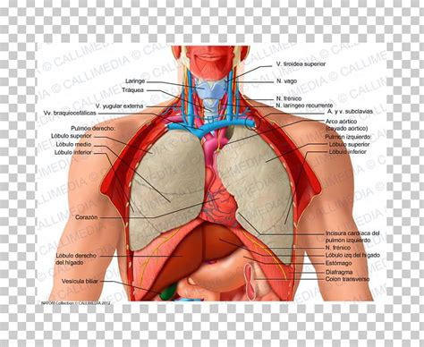 Human Anatomy From The Back