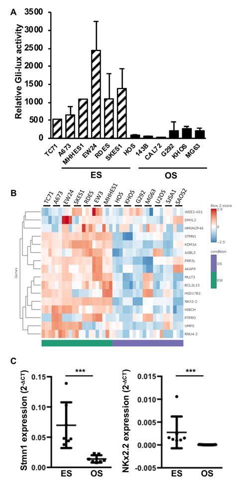 Elevation of Gli1 target gene expression in ES cell lines. (A) six ES ... 