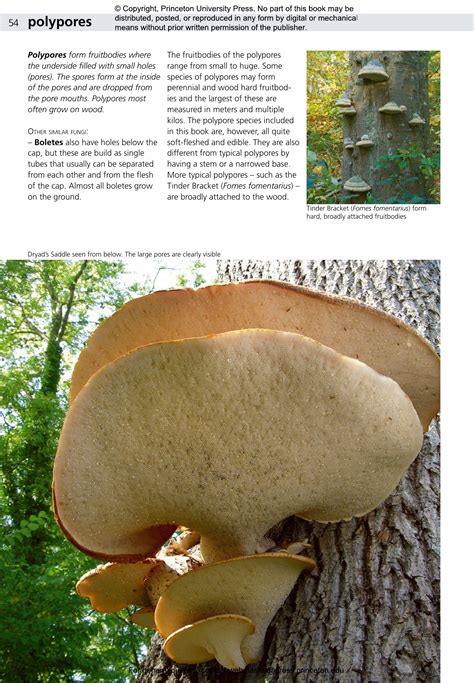 Edible Fungi of Britain and Northern Europe | Princeton University Press