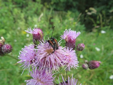 Insekten Paarung Kopulation Kostenloses Foto Auf Pixabay Pixabay