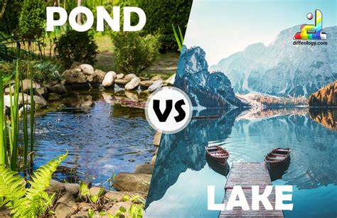 Difference Between Pond And Lake | Diffeology