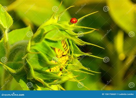 Ladybug on a sunflower stock photo. Image of natural - 136176660