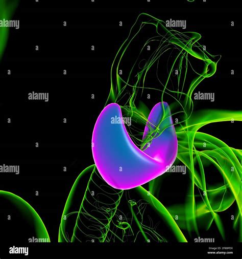 Anatomie De La Glande Thyroïde Pour Lillustration 3d De Concept