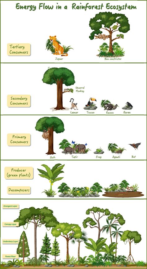 Energy flow in a rainforest ecosystem diagram 2306247 Vector Art at ...