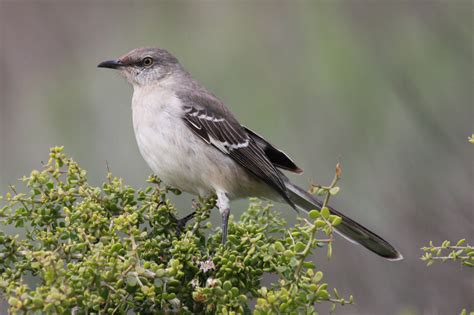 Northern Mockingbird Mimus Polyglottos