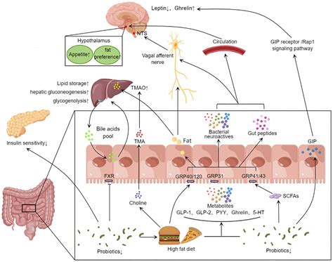 Frontiers Mechanisms Of Gut Microbiota Immune Host Interaction On