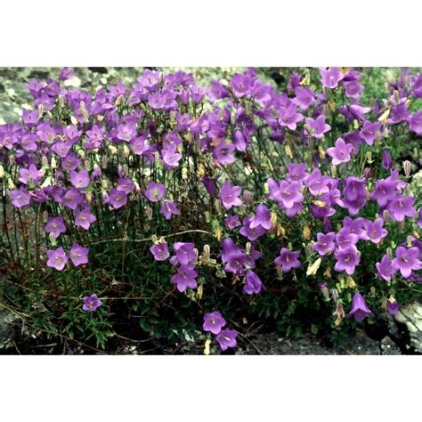 Campanula Macrorhiza J Gay Ex A Dc Anthosart