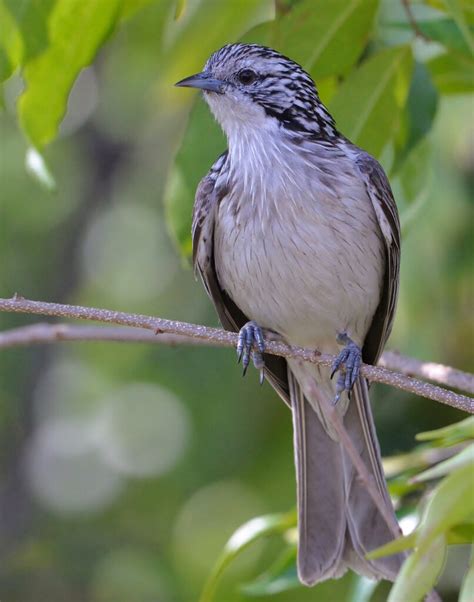 Striped Honeyeater Birds Queensland