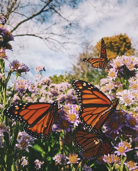 List Pictures Aesthetic Pictures Of Butterflies Superb