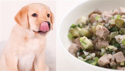 Chicken Dog Food Recipes for Wellness