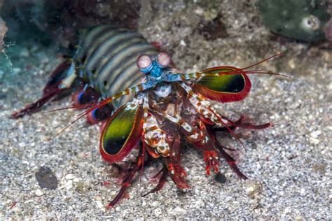 Mantis Shrimp Attack Human