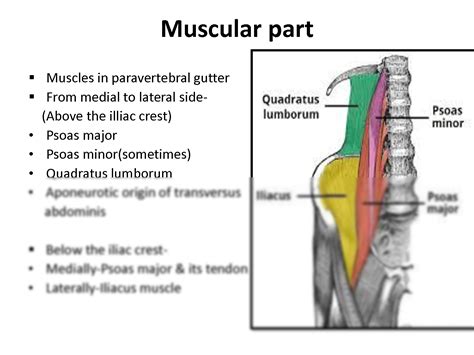 SOLUTION: Posterior abdominal wall mbbs notes describing about the ...