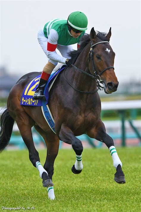 競馬ニュース 中央の新馬戦開幕＆安田記念開催！ほか 今週末の競馬（2024年06月01日、02日） ウマフリ 競馬コラム＆ニュース