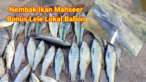 Nembak Ikan Mahseer Bonus Lele Lokal Babon Spearfishing YouTube