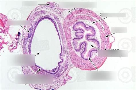 Esophagus Trachea Histology Diagram Quizlet