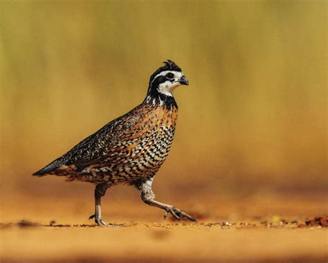 Codorna Americana Origem Caracter Sticas Reprodu O Alimenta O