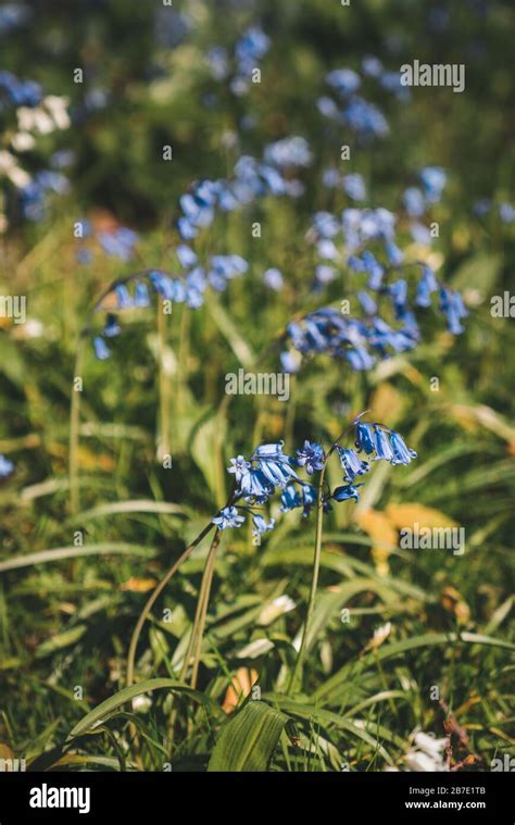 Wild Common Bluebell Hyacinthoides Non Scripta In Gaasbeek Belgium