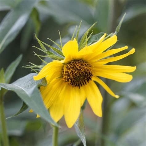 Riesen-Sonnenblume / Helianthus giganteus
