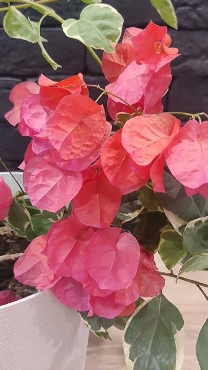 Бугенвиллия Бенгальская красная / Bougainvillea Bengal red #растения # ...