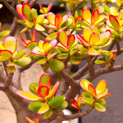 8 Luckiest Lunar New Year Plants For The Year Of The Dragon Gardening